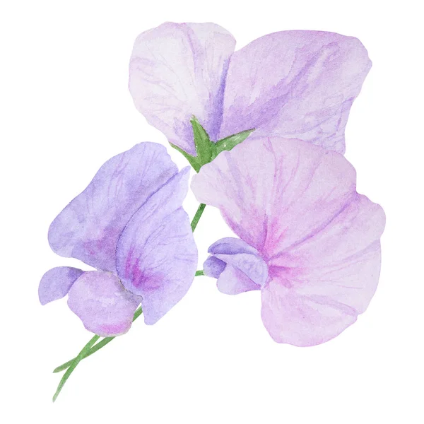 Giardino Lilla Viola Rosa Lathyrus Acquerello Illustrazione Pittura Botanica Disegnata — Foto Stock