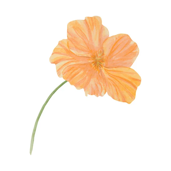 Giardino Arancione Giallo Nasturzio Acquerello Illustrazione Pittura Botanica Disegnata Mano — Foto Stock