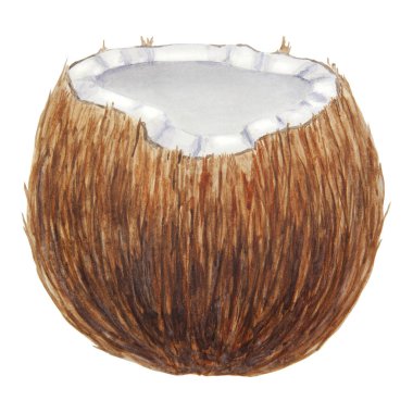 Yarım hindistan cevizi. Tropik botanik el, beyaza izole edilmiş suluboya çizimi. Seyahat, kaplıca, rahatlama, güzellik işi tasarımları ve baskılar için egzotik nesneler. Yemek kitabı ve menü için iyidir.