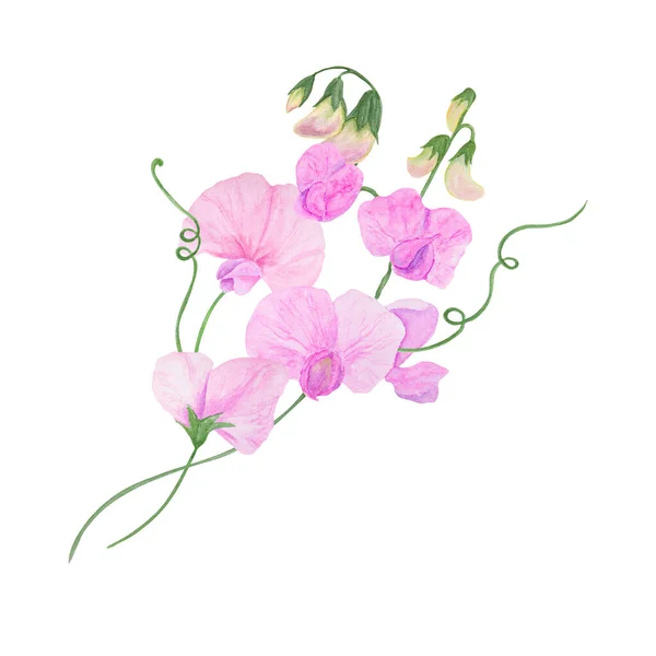 Giardino Rosa Lathyrus Acquerello Illustrazione Pittura Botanica Disegnata Mano Schizzo — Foto Stock