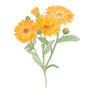 Portakallı calendula officinalis suluboya el çizimi. Doğal bitkisel ilaçlar, sağlıklı çay, kozmetik ürünler için sarı yapraklar ve yeşil yapraklı, güneşli fırfırlar.