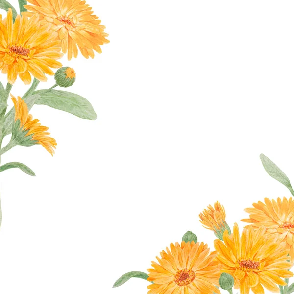 Laranja Calêndula Officinalis Watercolor Ilustração Desenhada Mão Ruddles Ensolarados Flor — Fotografia de Stock