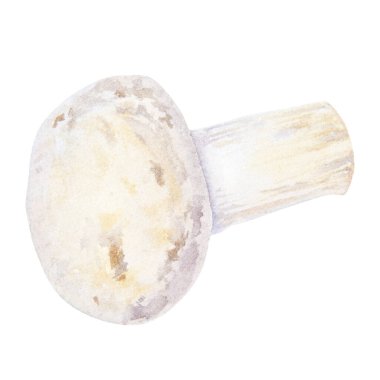 Campignon. Suluboya el çizimi çizimi. Klip sanatı, kafeler için mantar eskizi, restoran menüsü, yemek kitabı, lable, taze mallar paketleme, vejetaryen ürünler, sebze dükkanları, mantar çiftlikleri..