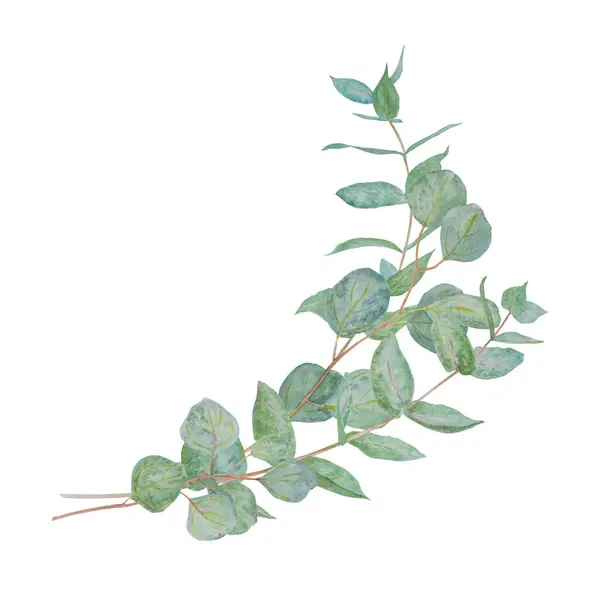 Eucalyptus Tak Aquarel Hand Getekend Bloemen Illustratie Botanische Schilderen Van — Stockfoto