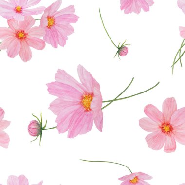 Pembe Kozmos suluboya kusursuz desen. El çizimi botanik gerçekçi illüstrasyon. Düğün davetiyelerinin, baskıların, selamların, paketlemelerin, tekstil tasarımlarının yaz veya sonbahar için renkli bir çiçek kırpması