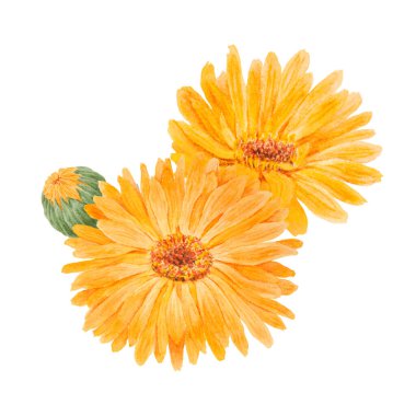 Portakallı calendula officinalis suluboya el çizimi. Doğal bitkisel ilaçlar, sağlıklı çay, kozmetik ürünler için sarı yapraklar ve yeşil yapraklı, güneşli fırfırlar.