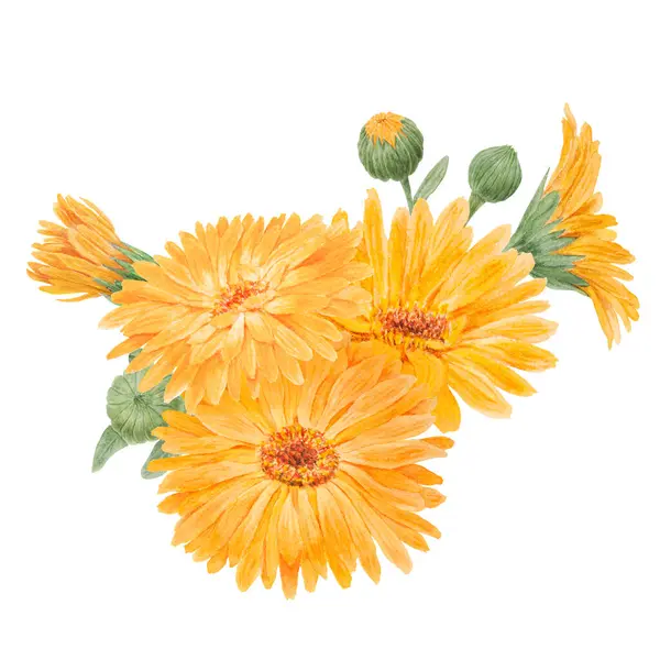 Összetétele Narancssárga Calendula Officinalis Akvarell Kézzel Rajzolt Illusztráció Sunny Ruddles — Stock Fotó
