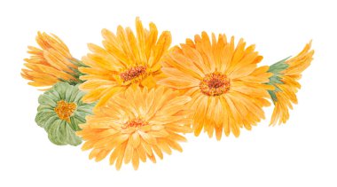 Portakallı calendula officinalis suluboya el çizimi. Doğal bitkisel ilaçlar, sağlıklı çay, kozmetik ürünler için sarı yapraklar ve yeşil yapraklı, güneşli fırfırlar.