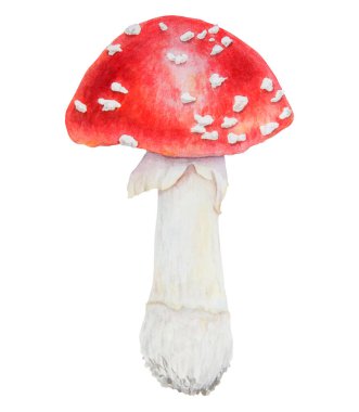 Kırmızı sinek agariği. Suluboya el çizimi çizimi. Gerçekçi botanik Amanita muscaria mantar mantarı eko ürünler, tekstil, doğal bitkisel ilaçlar, sağlıklı çay, kozmetik, homeopatik ilaçlar için sanat