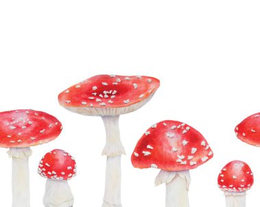 Kırmızı sinek agariği. Suluboya el çizimi çizimi. Gerçekçi botanik Amanita muscaria mantar mantarı eko ürünler, tekstil, doğal bitkisel ilaçlar, sağlıklı çay, kozmetik, homeopatik ilaçlar için sanat