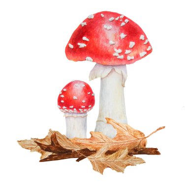 Kırmızı sinek agariği. Suluboya el çizimi çizimi. Gerçekçi botanik Amanita muscaria mantar mantarı eko ürünler, tekstil, doğal bitkisel ilaçlar, sağlıklı çay, kozmetik, homeopatik ilaçlar için sanat