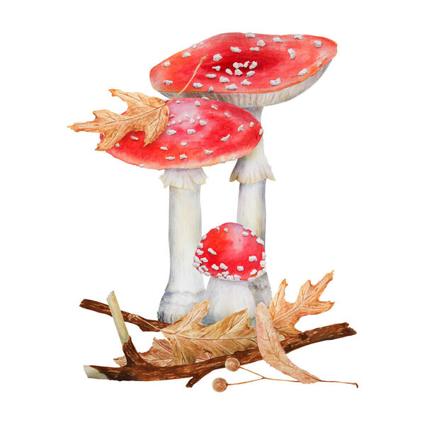 Red fly agaric. Watercolor hand drawn illustration. Realistic botanical Amanita muscaria mushroom clip art for eco goods, textiles, natural herbal medicine, healthy tea, cosmetics, homeopatic remedies