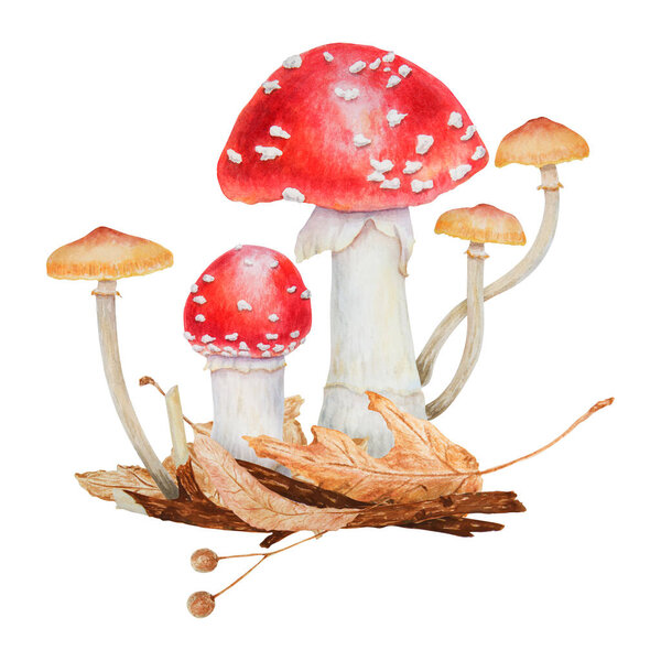 Red fly agaric. Watercolor hand drawn illustration. Realistic botanical Amanita muscaria mushroom clip art for eco goods, textiles, natural herbal medicine, healthy tea, cosmetics, homeopatic remedies