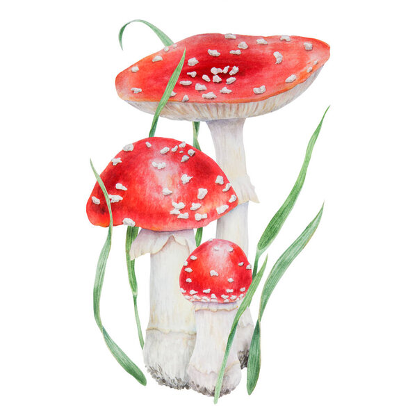 Red fly agaric. Watercolor hand drawn illustration. Realistic botanical Amanita muscaria mushroom clip art for eco goods, textiles, natural herbal medicine, healthy tea, cosmetics, homeopatic remedies