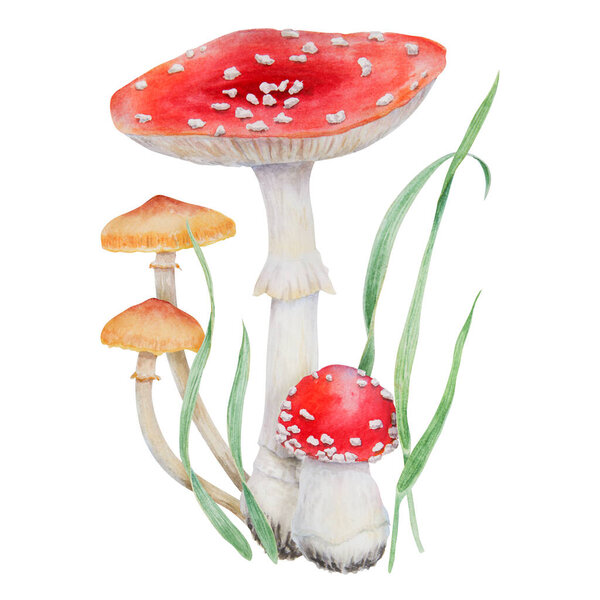 Red fly agaric, Galerina marginata and green grass. Watercolor hand drawn realistic botanical illustration with Amanita muscaria, poisonius mushrooms. Forest clip art for eco goods, cards, posters