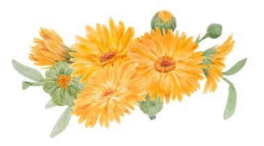 Portakallı calendula officinalis suluboya el çizimi. Doğal bitkisel ilaçlar, sağlıklı çay, kozmetik ürünler için sarı yapraklar ve yeşil yapraklı, güneşli fırfırlar.