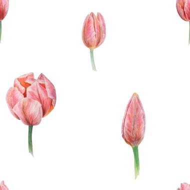 Pembe laleler suluboya ile boyalı, gerçekçi botanik el çizimi tasarım için beyaz zemin üzerinde izole edilmiş, düğün ürünleri, kağıt, davetiyeler, kartlar, kumaş