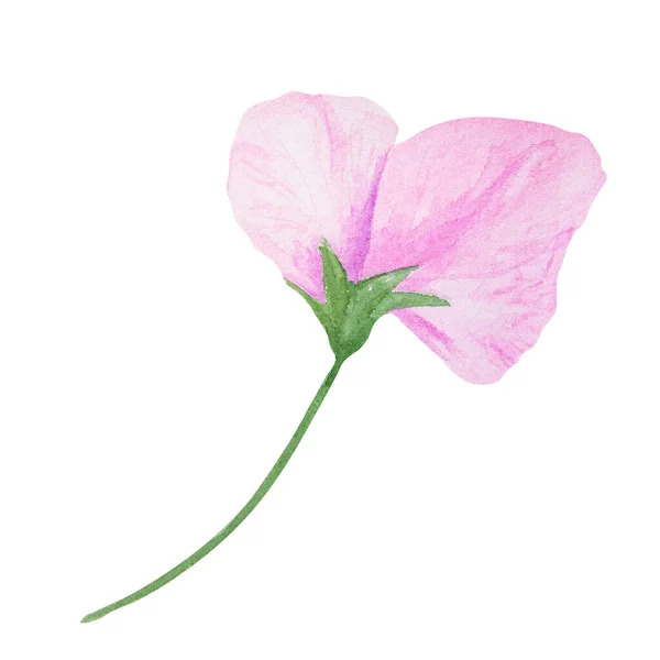 Garden Pink Lathyrus Watercolor Illustration Hand Drawn Botanical Painting Floral — Stock Photo, Image