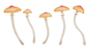 Bir dizi suluboya el, zehirli mantarların resimlerini çizdi. Galerina marginata klip sanatı. Kartlar için iyi, peri masalları, kitaplar, sihirli baskılar.