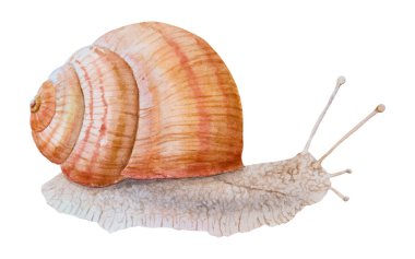 Üzüm, Romalı, Burgundy salyangozu, salyangoz, Achatina Fulica klip sanatı. Suluboya el, kozmetik, spa salonları, restoranlar ve çiftlikler için gerçekçi çizimler yaptı. Kitaplar, çıkartmalar, kartlar, baskılar için boyama