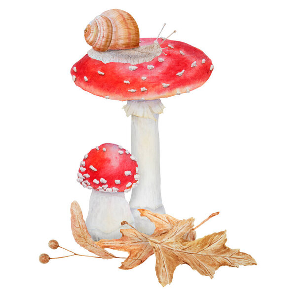 Red fly agaric. Watercolor hand drawn illustration. Realistic botanical Amanita muscaria mushroom clip art, dry leaves and grape Roman snail painting for eco goods, textiles, natural herbal medicine
