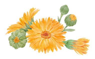Portakallı calendula officinalis suluboya el çizimi. Doğal bitkisel ilaçlar, sağlıklı çay, kozmetik ürünler için sarı yapraklar ve yeşil yapraklı, güneşli fırfırlar.