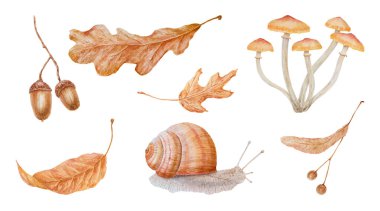 Kuru kahverengi yapraklar, ıhlamur tohumu, meşe palamudu, köpek maması. Orman bitkisinin suluboya el çizimi. Çevre ürünleri için gerçekçi klip sanatı, doğal bitkisel ilaçlar, sağlıklı çay.