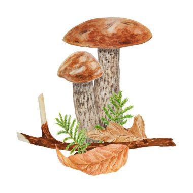 Vahşi mantar ve yosunlu suluboya el botanik gerçekçi çizimler yaptı. Beyaz arka planda izole edilmiş orman boletusu. Kumaş, kartpostal, davetiye, menü ve yemek tarifleri üzerine baskı yapmak için birebirdir.