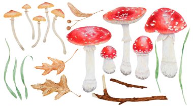 Büyük bir set kırmızı sinek aroması, mantar, kuru yapraklar, dal, ıhlamur tohumu, yeşil çimen. Suluboya el, Amanita muscaria, Galerina marginata, zehirli botanik çizimi