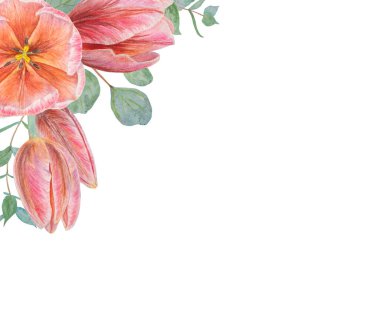 Suluboya ile boyanmış pembe laleler ve okaliptüs çerçeve, tasarım, düğün ürünleri, kağıt, davetiyeler, kartlar, kumaş için beyaz zemin üzerinde izole edilmiş gerçekçi botanik el çizimi