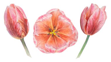 Suluboya ile boyanmış pembe lale elementleri, gerçekçi botanik el çizimi tasarım için beyaz arkaplanda izole edilmiş, düğün ürünleri, kağıt, davetiyeler, kartlar, kumaş