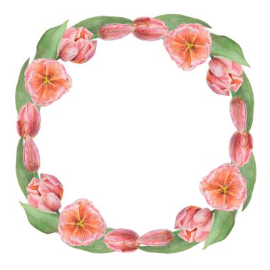 Tasarımınız, düğün ürünleriniz, kağıdınız, davetiyeleriniz, kartlarınız, kumaşlarınız, afişleriniz, anneler günü için kartlarınız için beyaz zemin üzerine izole edilmiş pembe lalenin suluboya gerçekçi botanik çizimi.