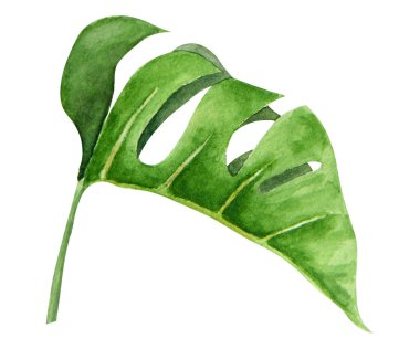 Yeşil Canavar yaprağı. Seyahat rehberleri, kozmetik, spa, masaj salonu baskıları, düğün davetiyeleri, kartlar, tekstil, paketleme için suluboya el çizimi. Orman liana klip sanatı