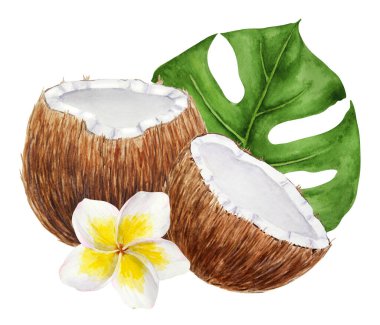 Beyaz frangipani, yeşil canavar çizim yapar. Suluboya el, egzotik çiçek tesisatının klipsli sanatı. Düğün davetiyeleri, kaplıca, güzellik salonu resimleri, seyahat rehberleri için tropikal resimler..