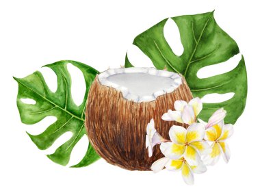 Beyaz frangipani, yeşil canavar çizim yapar. Suluboya el, egzotik çiçek tesisatının klipsli sanatı. Düğün davetiyeleri, kaplıca, güzellik salonu resimleri, seyahat rehberleri için tropikal resimler..