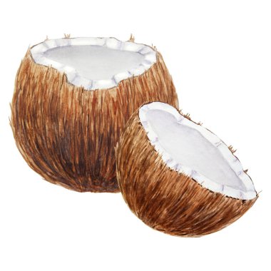 Yarım hindistan cevizi. Tropik botanik el, beyaza izole edilmiş suluboya çizimi. Seyahat, kaplıca, rahatlama, güzellik işi tasarımları ve baskılar için egzotik nesneler. Yemek kitabı ve menü için iyidir.