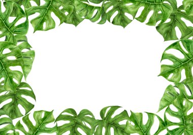 Yeşil Canavar yaprakları. Seyahat rehberleri, kozmetik, spa, masaj salonu baskıları, düğün davetiyeleri, kartlar, tekstil, paketleme için suluboya el çizimi. Orman liana klip sanatı