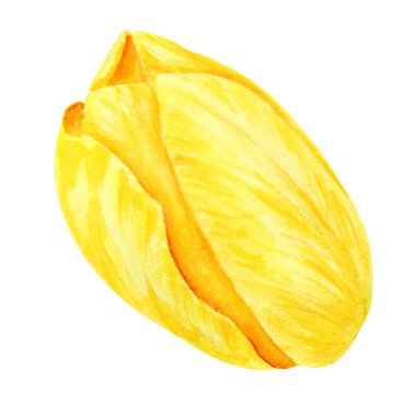 Sarı lale. Bahar sembolünün suluboya el çizimi, altın çiçek. Paskalya, Anneler Günü, Kadınlar Günü, 8 Mart kartları, düğün, çiftçi ve çiçekçi resimleri, seyahat kitapları.