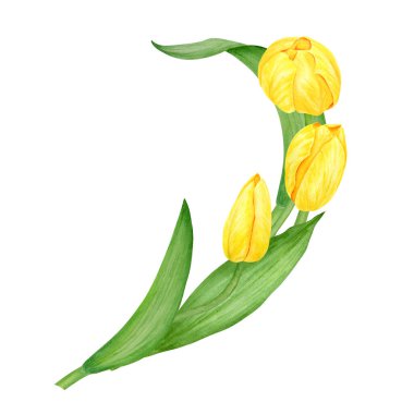 Sarı lale. Bahar sembolünün suluboya el çizimi, altın çiçek. Paskalya, Anneler Günü, Kadınlar Günü, 8 Mart kartları, düğün, çiftçi ve çiçekçi resimleri, seyahat kitapları.