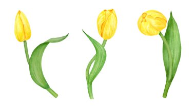 Sarı lale. Bahar sembolünün suluboya el çizimi, altın çiçek. Paskalya, Anneler Günü, Kadınlar Günü, 8 Mart kartları, düğün, çiftçi ve çiçekçi resimleri, seyahat kitapları.