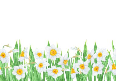 Narcissus, nergislerin suluboya çizimi. Güzel kokulu bir bahar bahçesi çiçeğinin suluboya resmi. Selamlama, düğün, Paskalya, Anneler Günü baskısı için beyaz ve sarı botanik resim