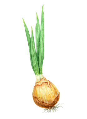 Bitki soğanı, çiçek. Narcissus, soğan, lale ve sümbülün suluboya el çizimi. Kutlama, düğün, Paskalya, Anneler Günü ve çiftçiler için bahar bahçesi çiçeğinin botanik tablosu..