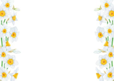 Narcissus, nergislerin suluboya çizimi. Güzel kokulu bir bahar bahçesi çiçeğinin suluboya resmi. Selamlama, düğün, Paskalya, Anneler Günü baskısı için beyaz ve sarı botanik resim