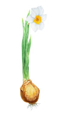 Narcissus, nergislerin suluboya çizimi. Güzel kokulu bir bahar bahçesi çiçeğinin suluboya resmi. Selamlama, düğün, Paskalya, Anneler Günü baskısı için beyaz ve sarı botanik resim