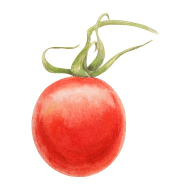 Taze vişneli domatesler dalda. Elle çizilmiş kırmızı organik sebze, yakın plan, vejetaryen gıda, doğal malzeme, paket tasarım elementi. Gerçekçi botanik