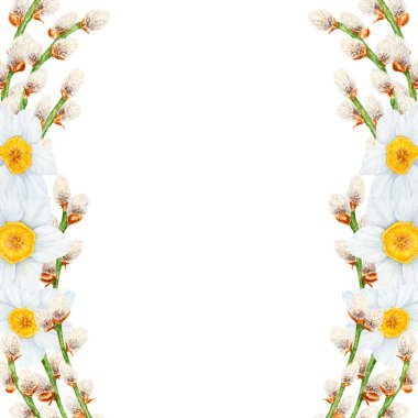 Hand drawn watercolor illustration of pussy willow, narcissus. Clip art, symbol of religious holidays, Easter, Lunar New Year. Green branches with soft salix buds, flowers. Spring painting for prints