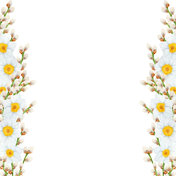 Hand drawn watercolor illustration of pussy willow, narcissus. Clip art, symbol of religious holidays, Easter, Lunar New Year. Green branches with soft salix buds, flowers. Spring painting for prints