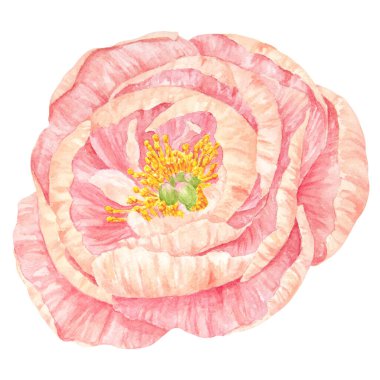 Şeftalili şakayıklı suluboya el çizimi. Gerçekçi çiçek iklimi, çiçek aranjmanı. Çin ulusal sembolü. Kart tasarımı için mükemmel, düğün davetiyesi, parmak izi, tekstil, paketleme.