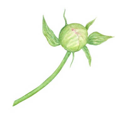 Şeftalili şakayıklı suluboya el çizimi. Gerçekçi çiçek iklimi, çiçek aranjmanı. Çin ulusal sembolü. Kart tasarımı için mükemmel, düğün davetiyesi, parmak izi, tekstil, paketleme.