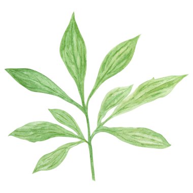 Şakayık, suluboya elle çizilmiş resim bırakır. Gerçekçi botanik klipsi, çiçek aranjmanı. Çin ulusal sembolü. Kart tasarımı için mükemmel, düğün davetiyesi, baskı, tekstil, paketleme